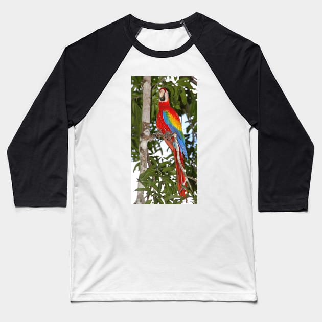 Scarlet Macaw Posing Baseball T-Shirt by Carole-Anne